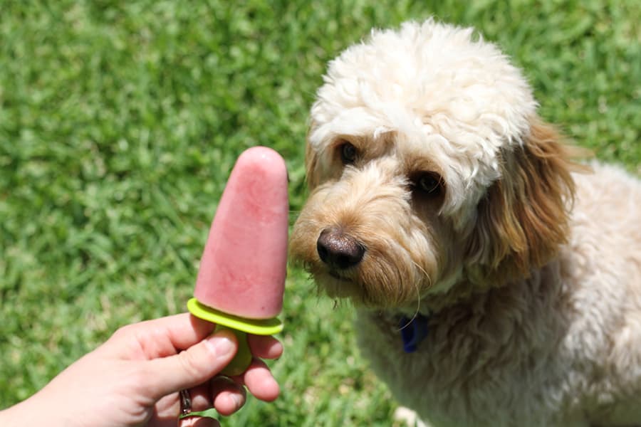 goldem cavoodle eyeing off a dog popsicle.