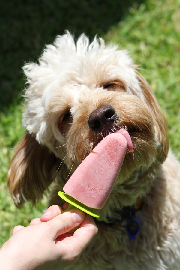 goldem cavoodle licking a dog popsicle.