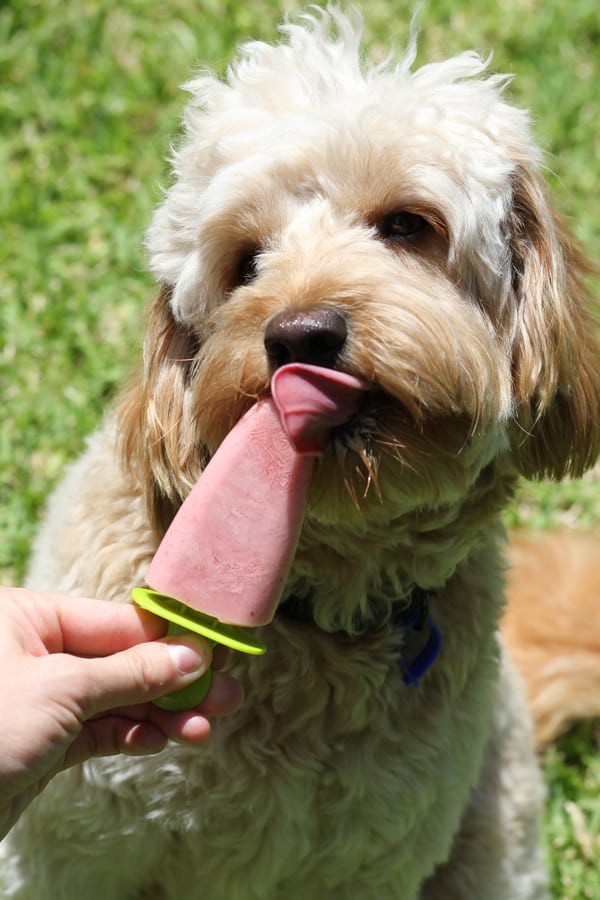 goldem cavoodle licking a dog popsicle.