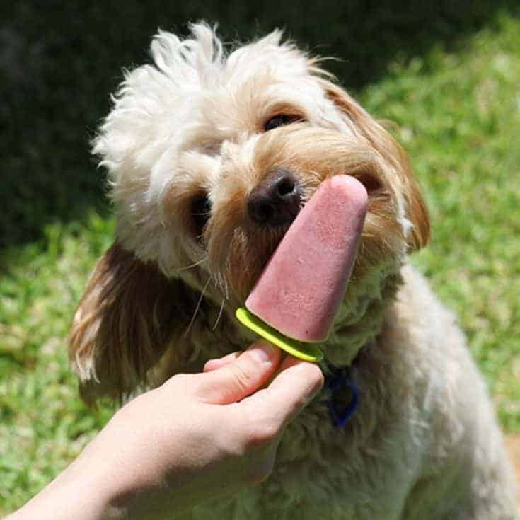 This super easy dog popsicle recipe is made using ingredients from Tra